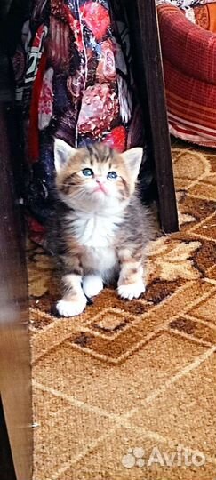 Трехцветная девочка в добрые руки