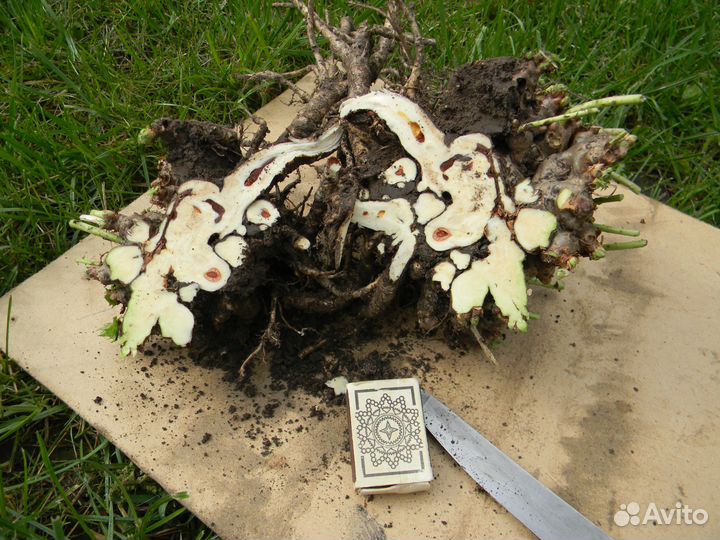 Золотого корня рассаду