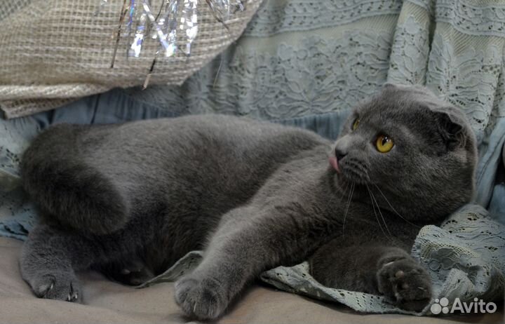 Красавица Мери