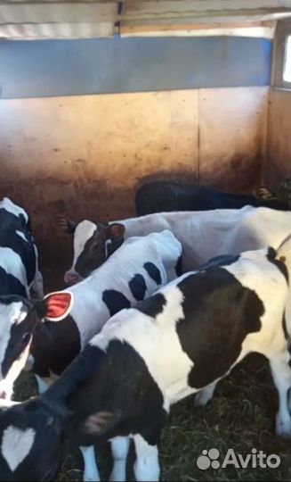 Бычки и телята