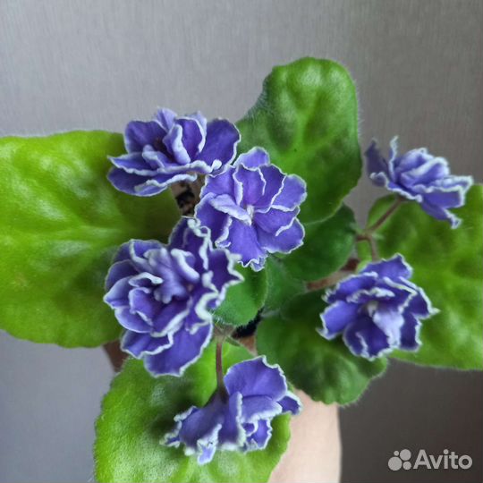 Фиалки сортовые