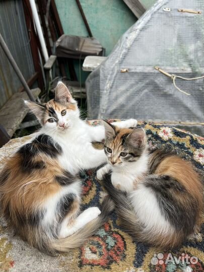 Кошка в дар