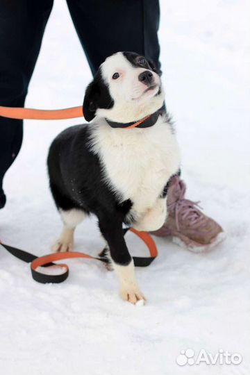 Щенок Девочка 5 мес