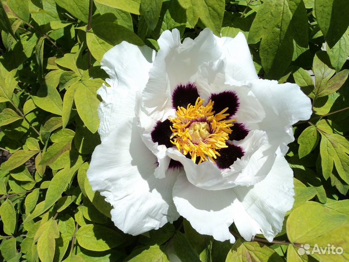 Древовидный пион – листопадный куст