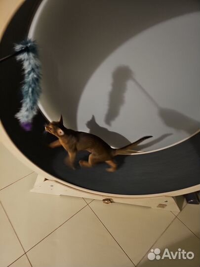 Беговое колесо для кошек