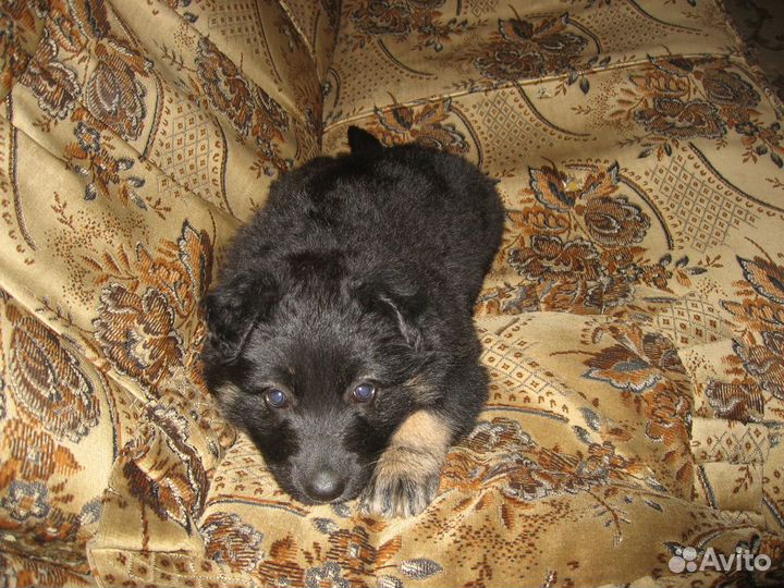 Передержка собак любых пород (кроме бойцовых)