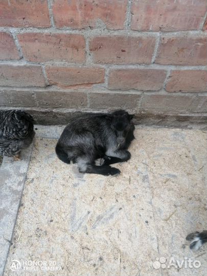 Домашние животные