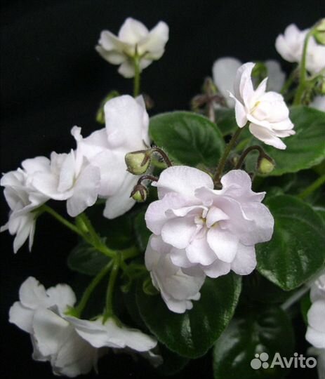 Фиалки сортовые