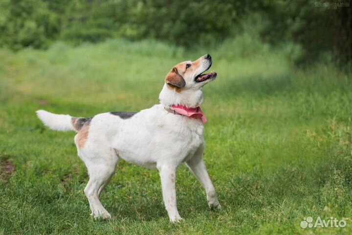 Красивая собака в добрые руки