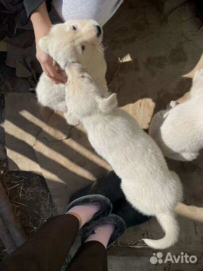 Щенок в добрые руки