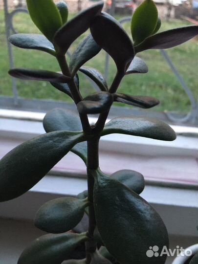 Комнатные растения цветы