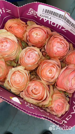 Розы оптом, Розы цветы Доставка