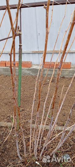 Кусты малины