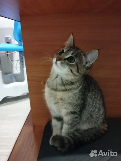 Кошечка в добрые руки