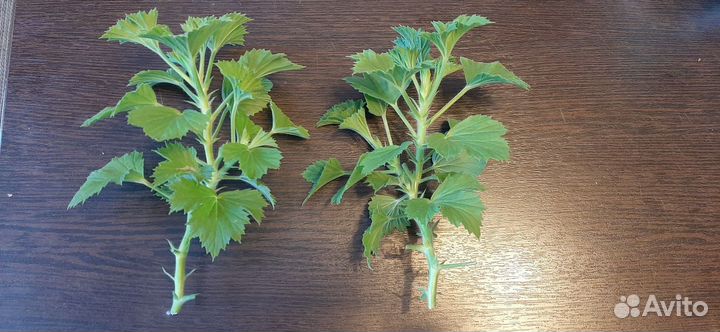 Пеларгония герань