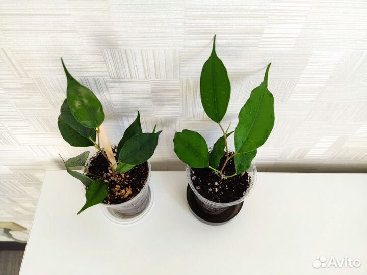 Фикус Бенджамина Даниэль