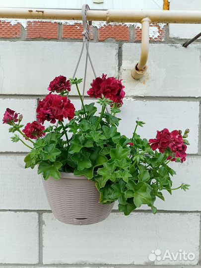 Плющелистная пеларгония