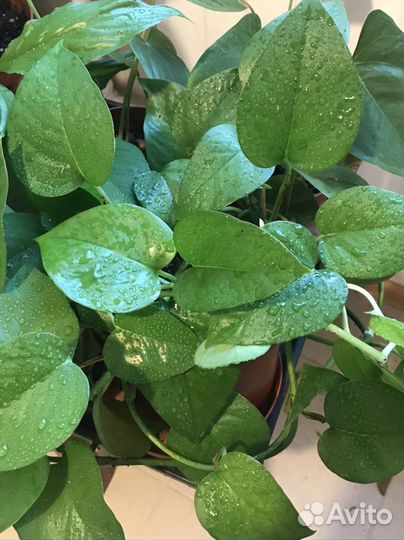 Цветок Эпипремнум