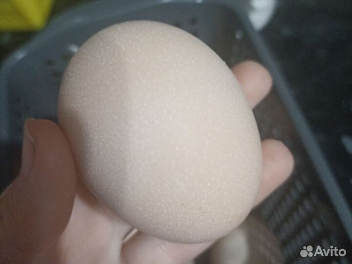 Яйцо кур кучинская юбилейная, можно для инкубации