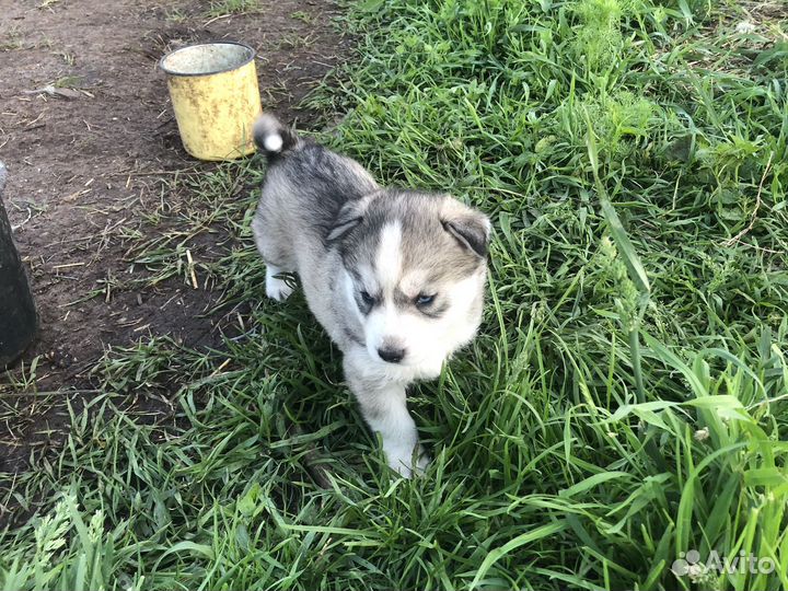 Щенок хаски девочка