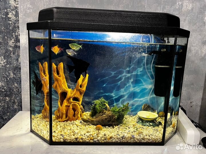 Аквариум с рыбками