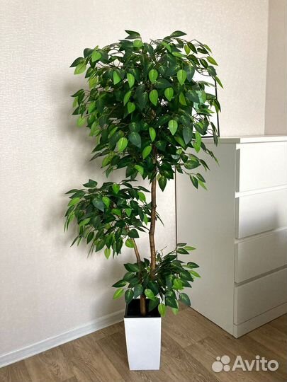 Искусственные цветы и деревья, фикус
