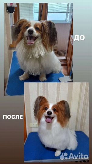 Груминг (стрижка) собак