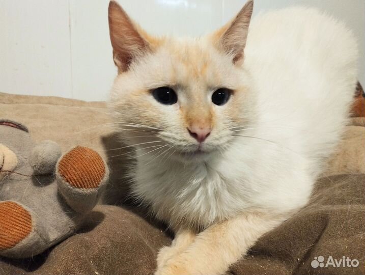 Котик 1 год кастрирован