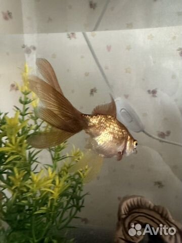 Золотая рыбка объявление продам