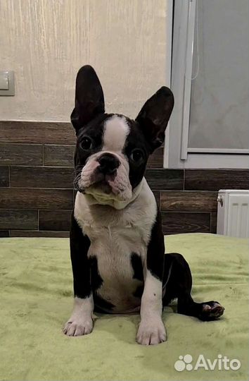 Бостон терьер мальчик