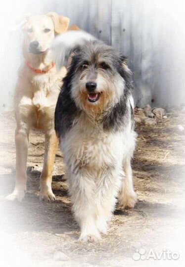 Спокойная Пеппи в добрые руки