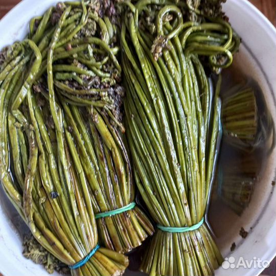 Папоротник орляк соленый