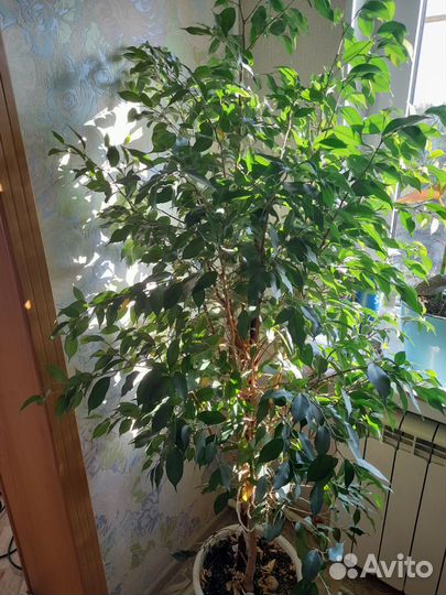 Бенджамина