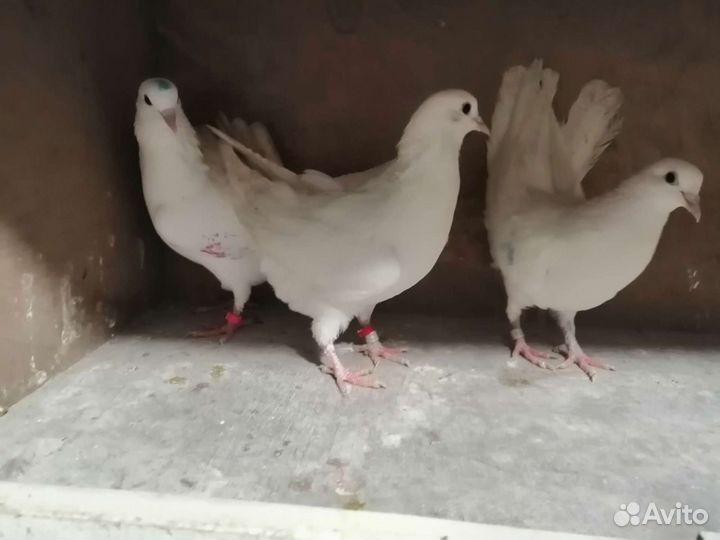 Голуби бакинские широкохвостые