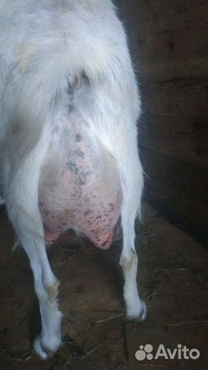 Дойные козы