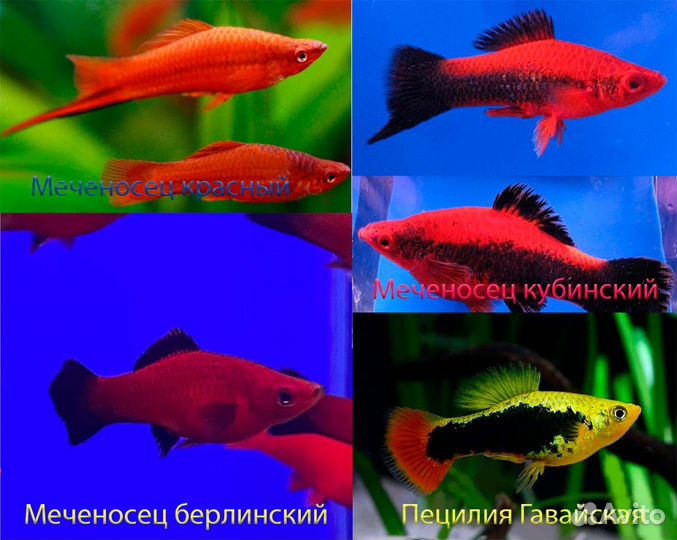 Данио, Скалярия, Барбус, Гурами, Тернеция, Мечики