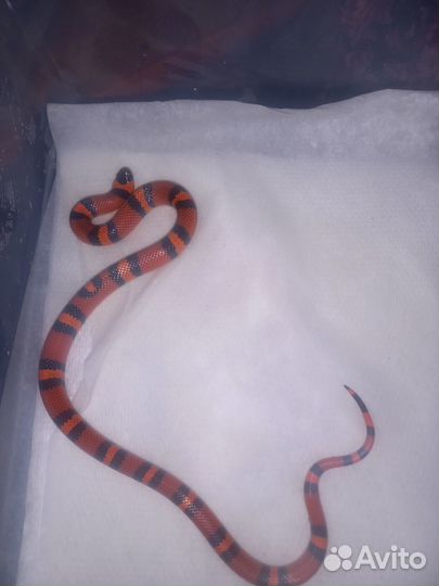 Змеи молодняк