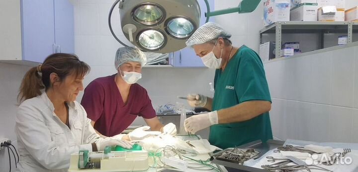 Ветеринарный врач с выездом