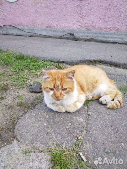 Кот на улице. Кому счастье в дом