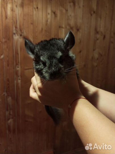 Шиншиллята