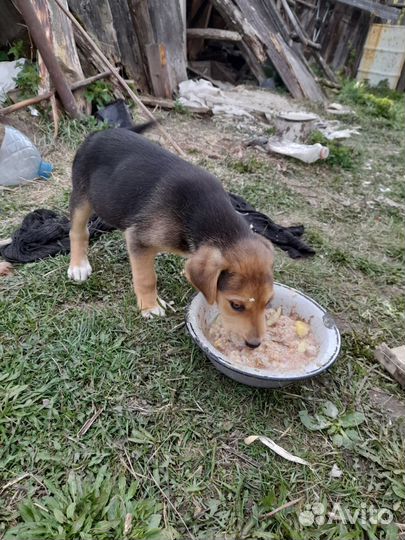 Русская гончая