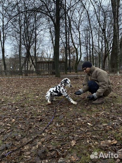 Кинолог, Хендлер