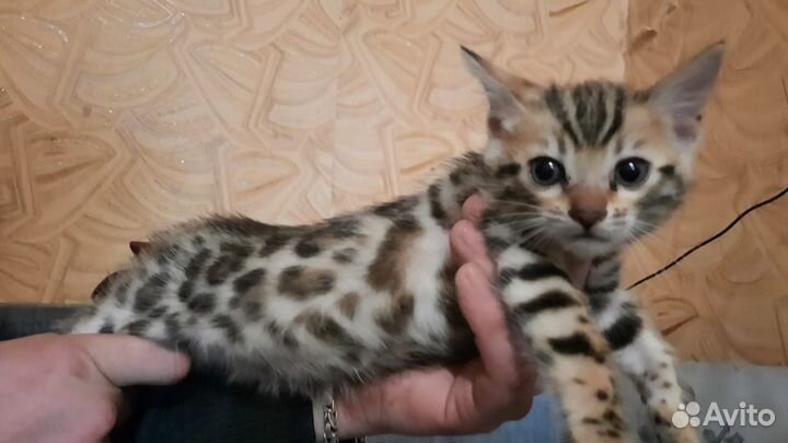 Бенгальская