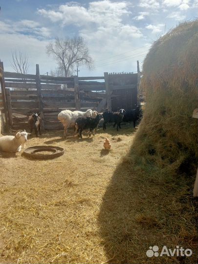 Продается баран или поменяю на племя