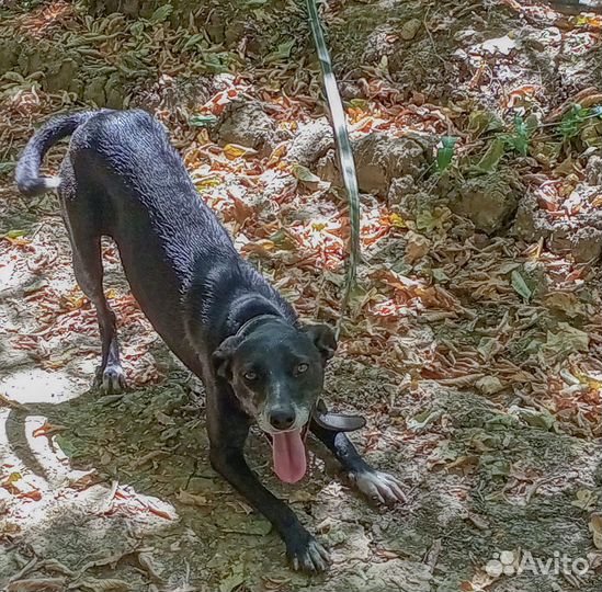 Красавица Нонна ищет дом, собака бесплатно