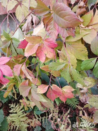 Девичий виноград