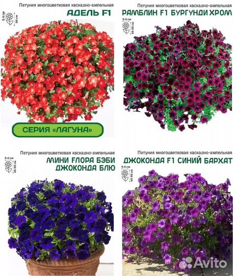 Петуния Тайдал