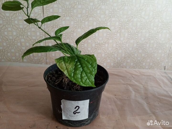 Клеродендрум госпожи томпсон