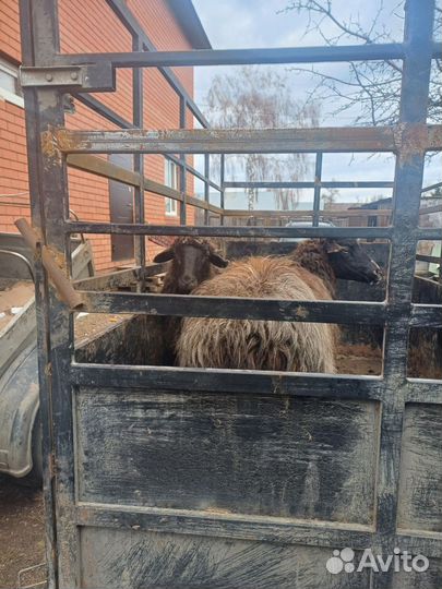 Овцы бараны ягнята