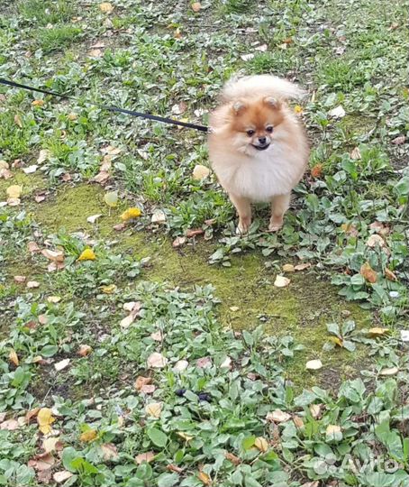 Девочка ищет новый дом